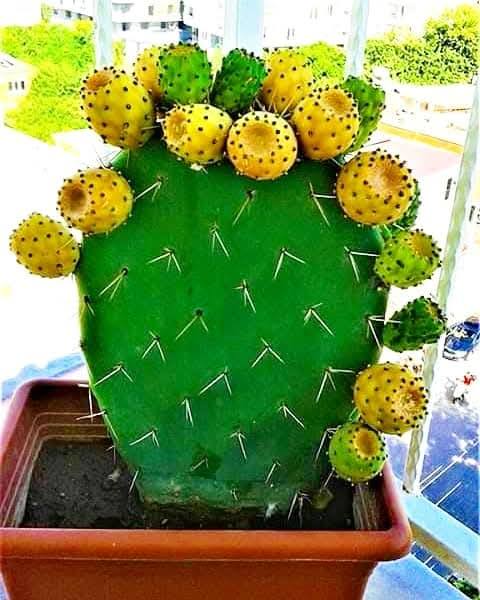 Pabuç İnciri Balkonlarda Doğal Lezzet3