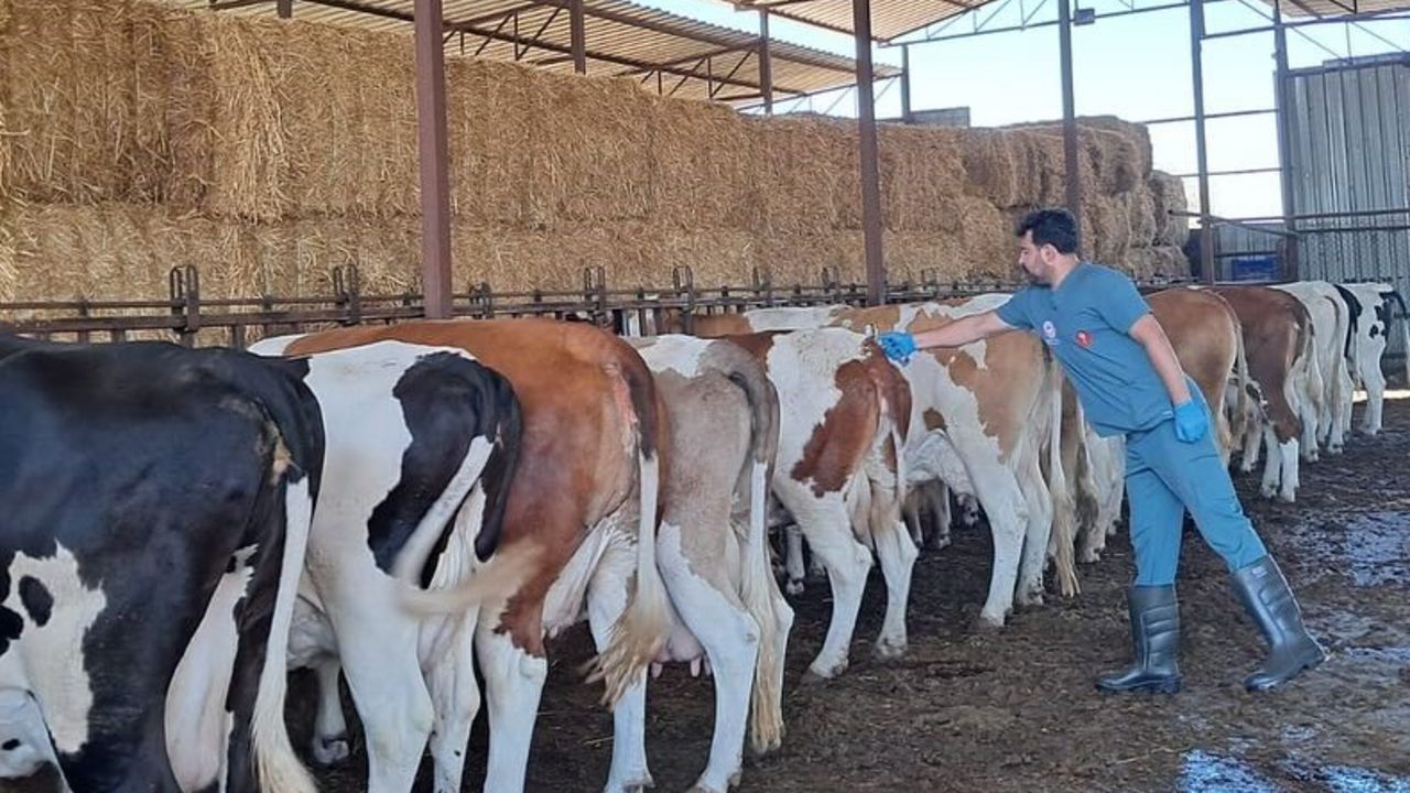 Şap Alarmı Kuyucak’ta! 13 Mahalle Karantinada