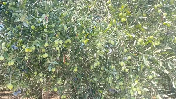 Sofralık Frik Zeytin Hasadı Ve Kışlık Hazırlıklar1