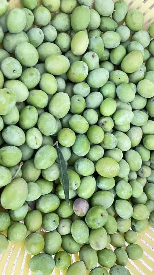 Sofralık Frik Zeytin Hasadı Ve Kışlık Hazırlıklar2-1