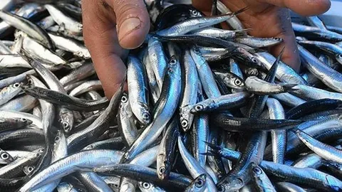 Trabzon’da Hamsi 100 Tl’den Tezgâhta1