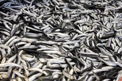 Trabzon’da Hamsi 100 Tl’den Tezgâhta4