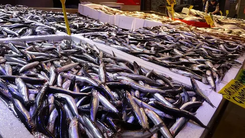 Trabzon’da Hamsi 100 Tl’den Tezgâhta5