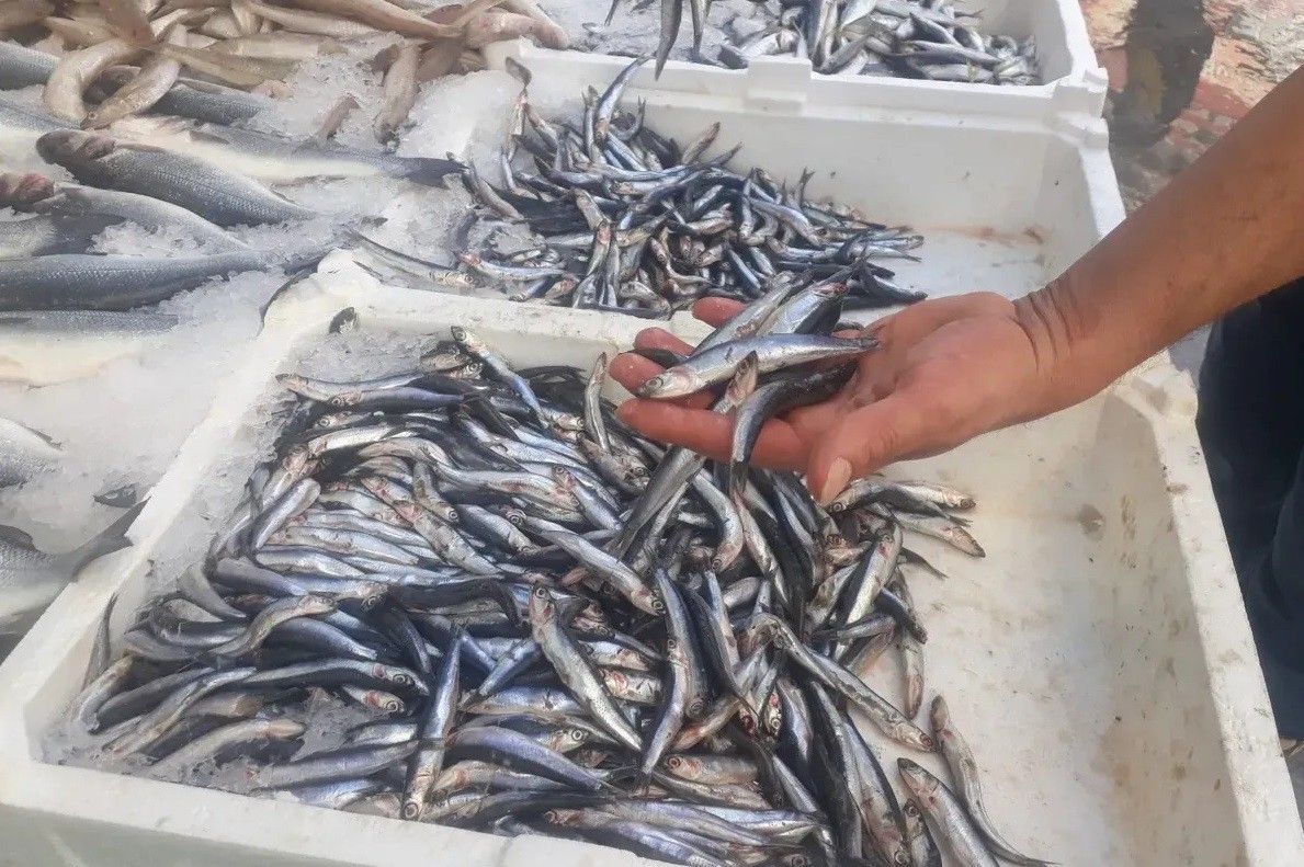 Trabzon’da Hamsi 100 Tl’den Tezgâhta6