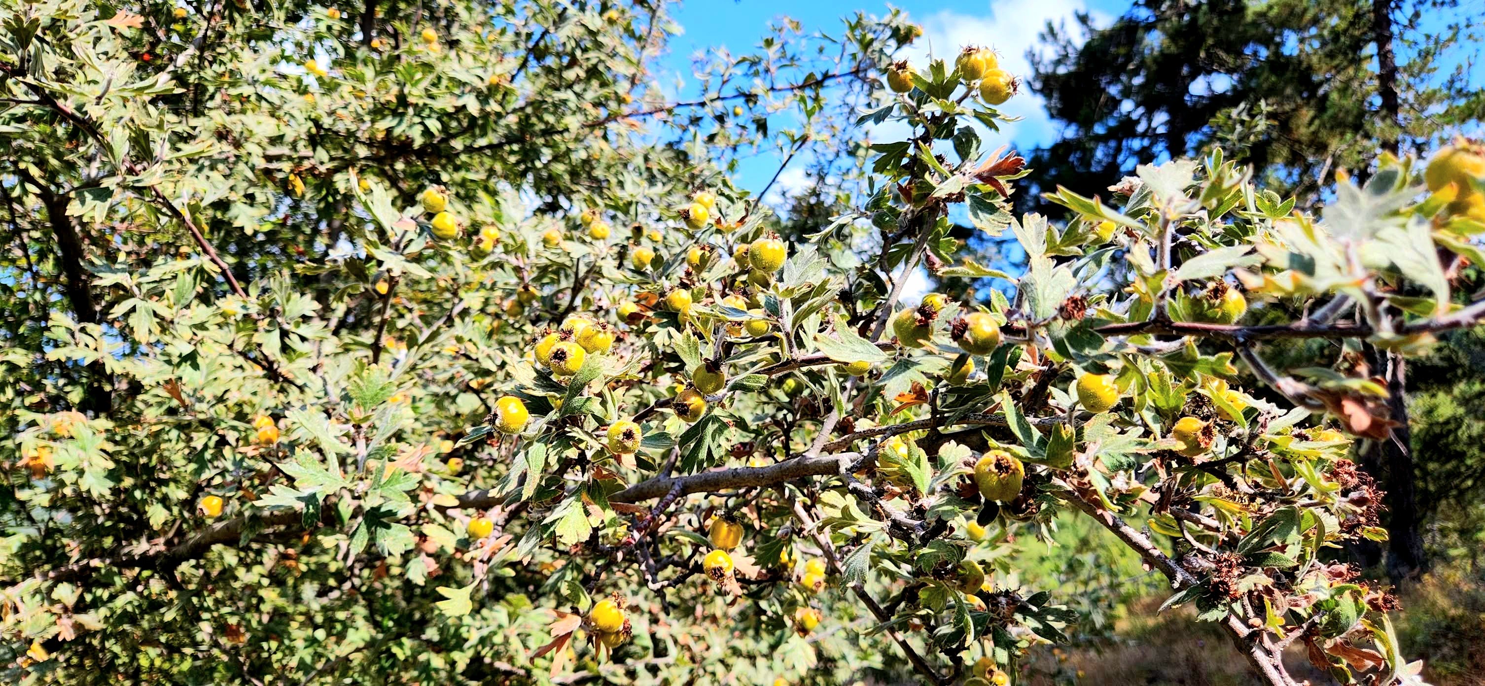 Yarpuz'un Doğası Objektiflere Yansıdı (3)