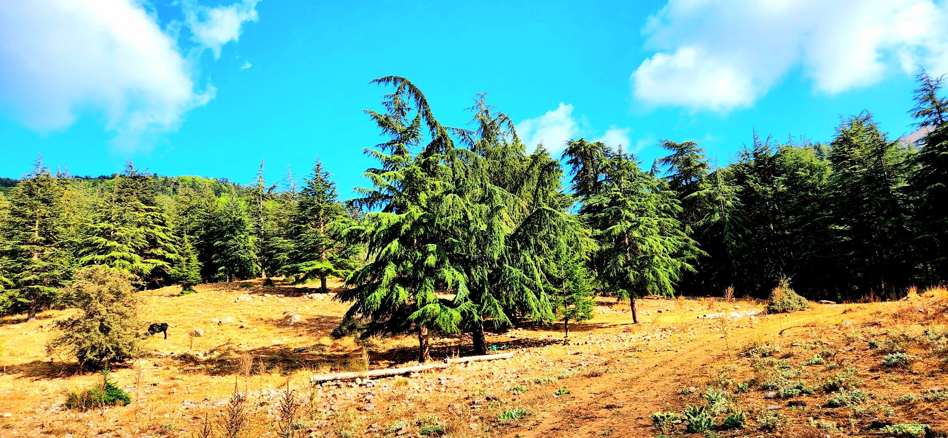 Yarpuz'un Doğası Objektiflere Yansıdı (4)