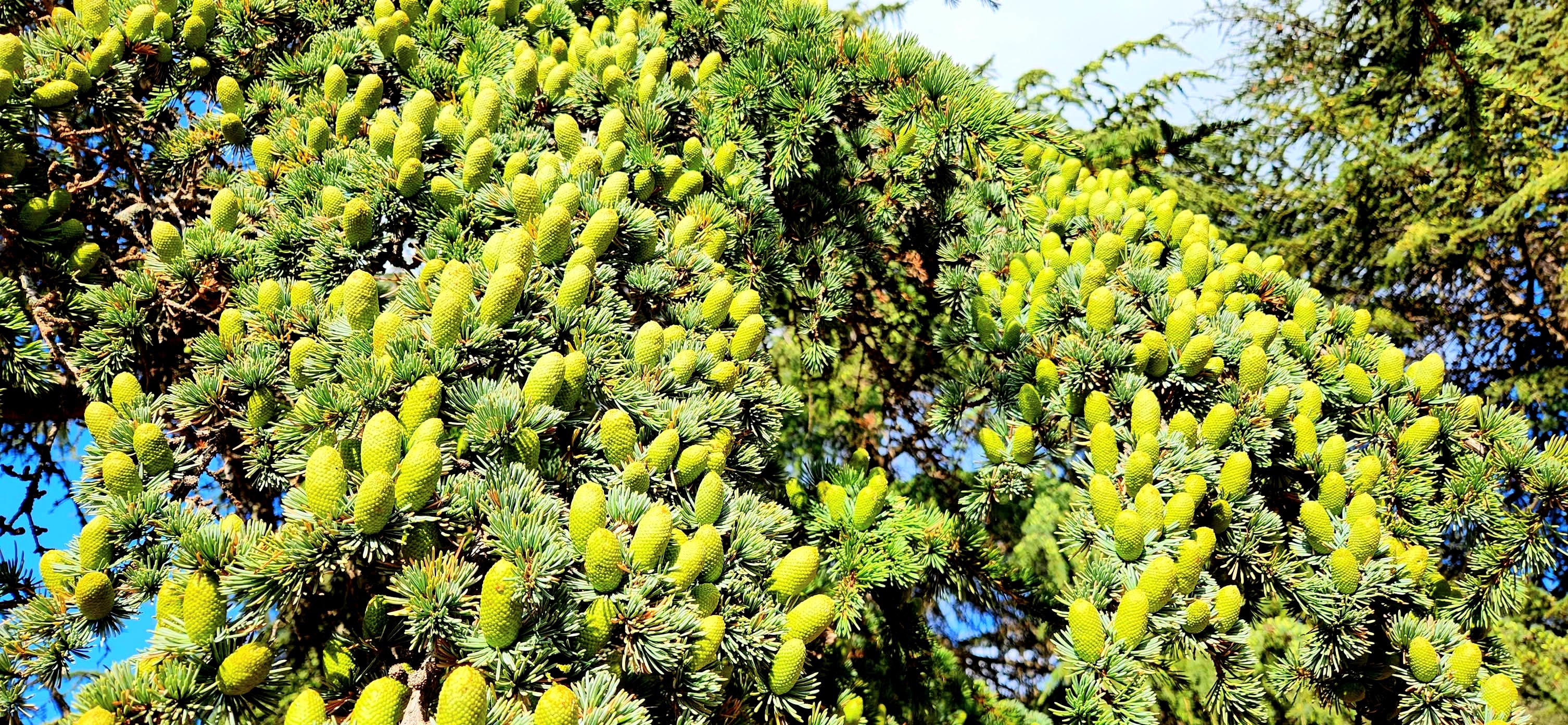 Yarpuz'un Doğası Objektiflere Yansıdı (6)