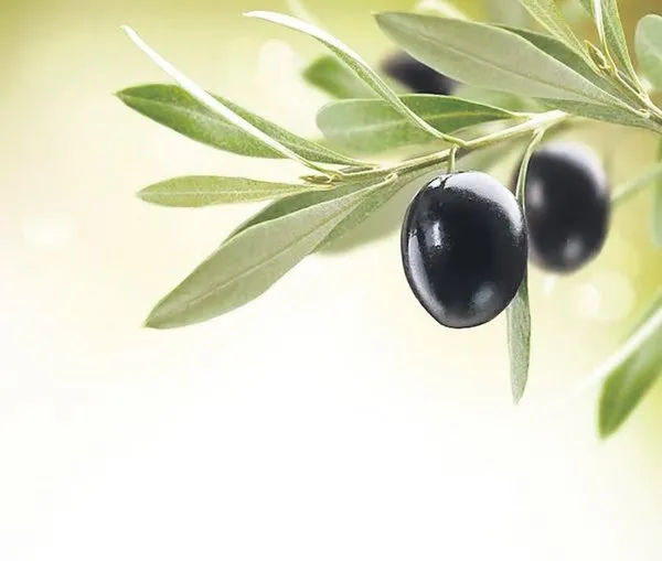 Zeytinyağı2