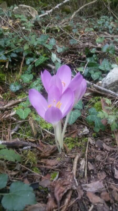 Zorkun Yaylası'nda Sonbaharın Habercisi Göç Çiçeği Açtı (1)