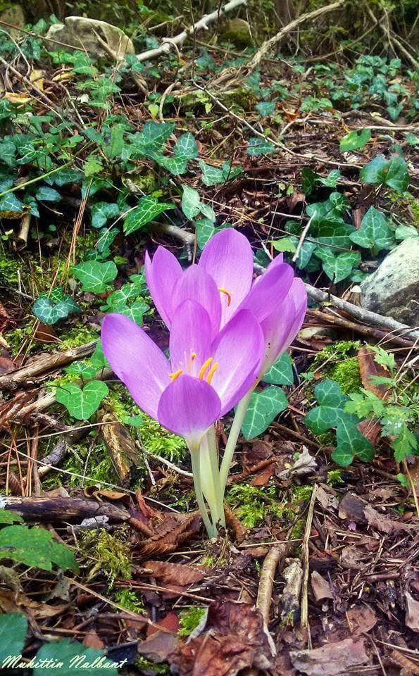 Zorkun Yaylası'nda Sonbaharın Habercisi Göç Çiçeği Açtı (2)