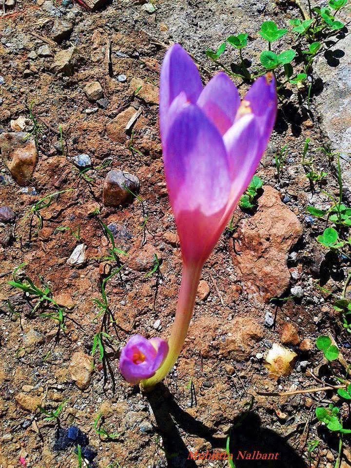 Zorkun Yaylası'nda Sonbaharın Habercisi Göç Çiçeği Açtı (3)