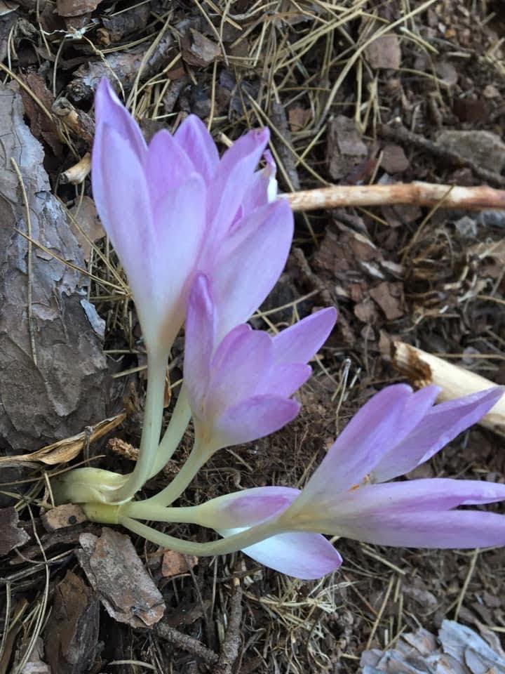 Zorkun Yaylası'nda Sonbaharın Habercisi Göç Çiçeği Açtı (4)