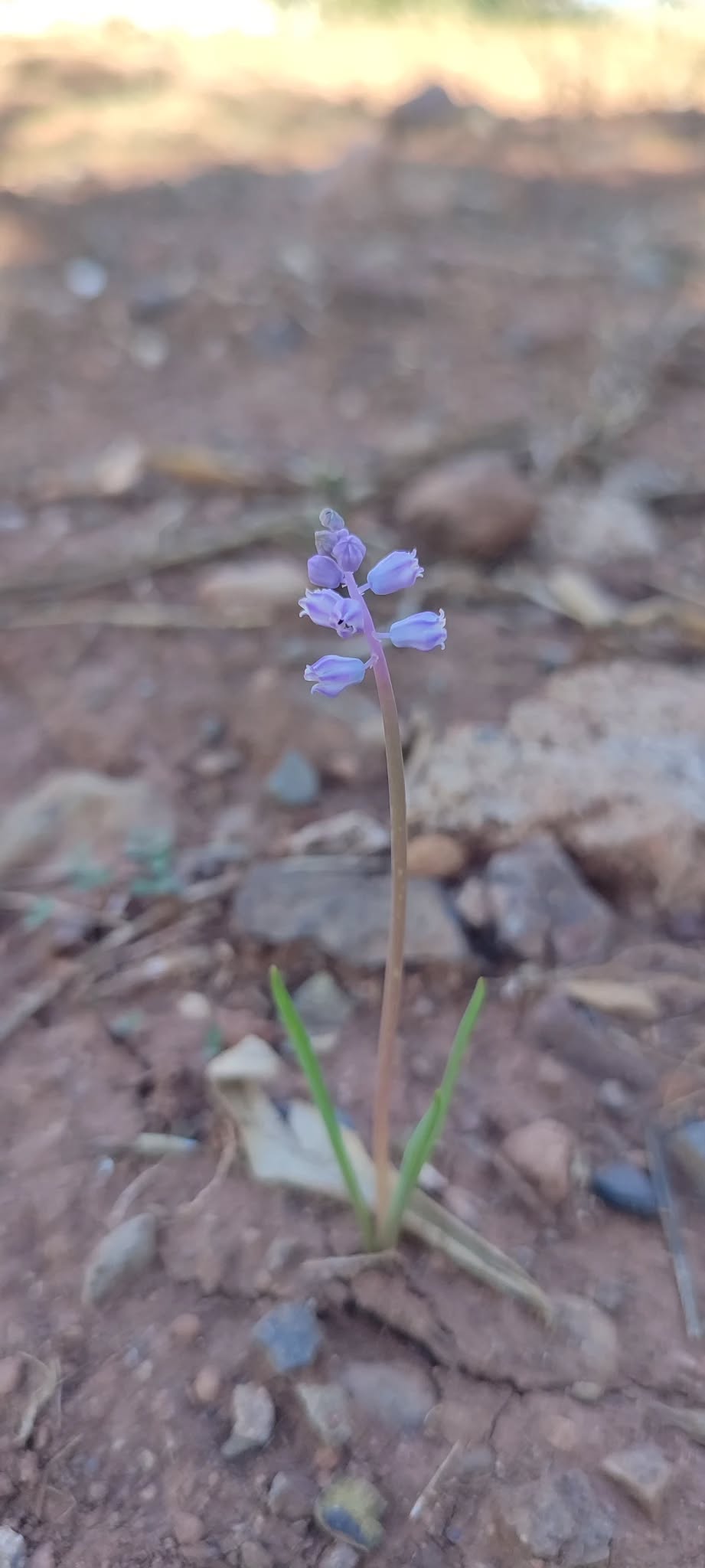 559194475 10163351861190688 7275933208651991786 N