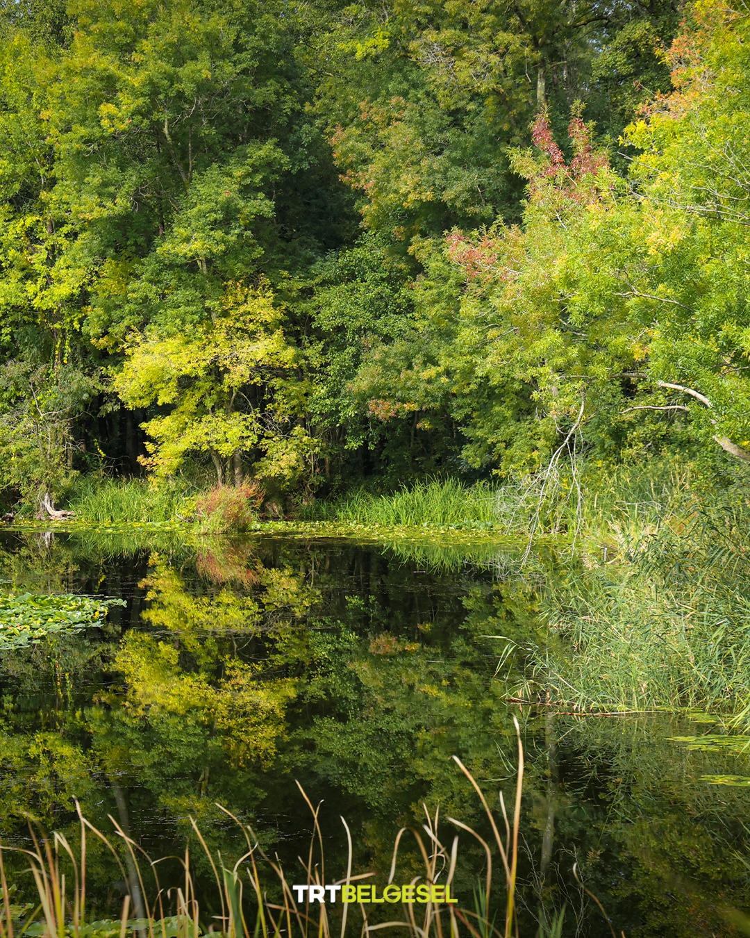 Acarlar Longozu Sonbaharın Renkleriyle Büyülüyor2