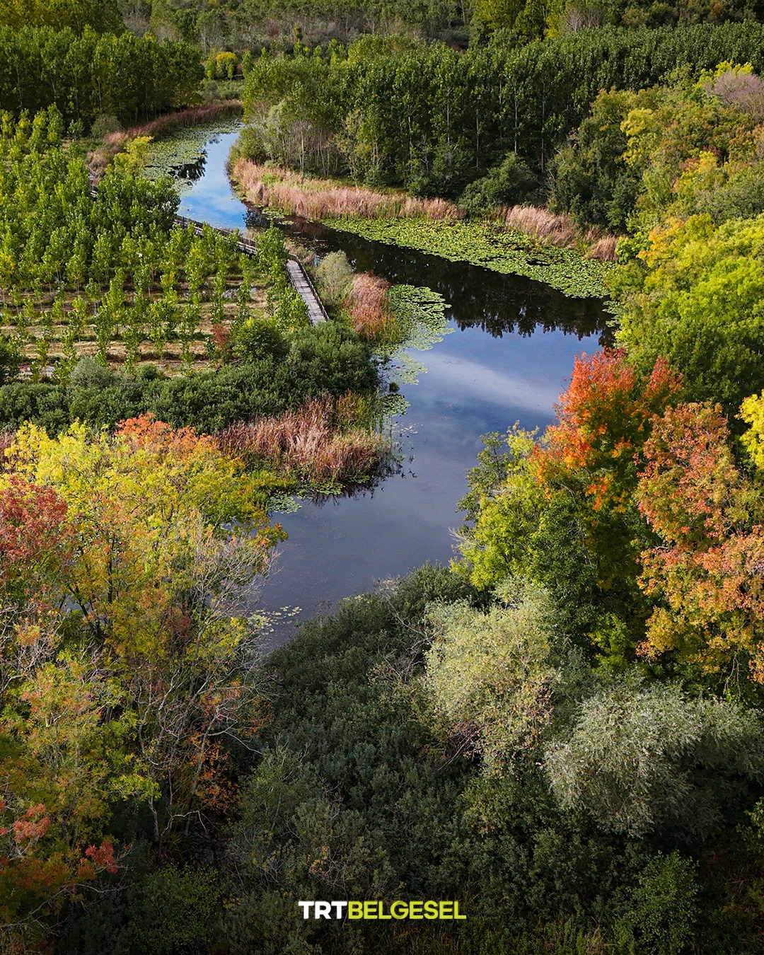 Acarlar Longozu Sonbaharın Renkleriyle Büyülüyor3
