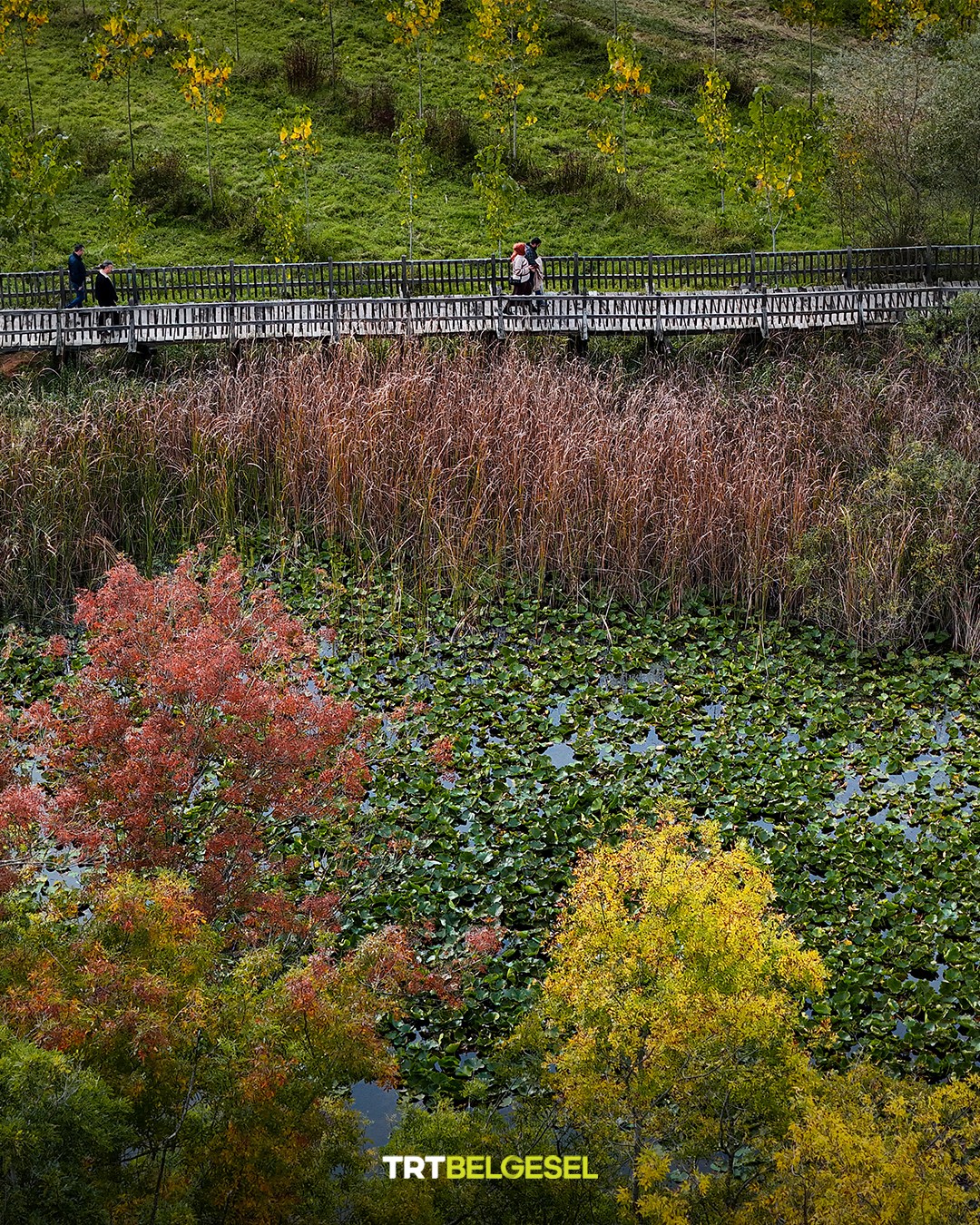 Acarlar Longozu Sonbaharın Renkleriyle Büyülüyor4