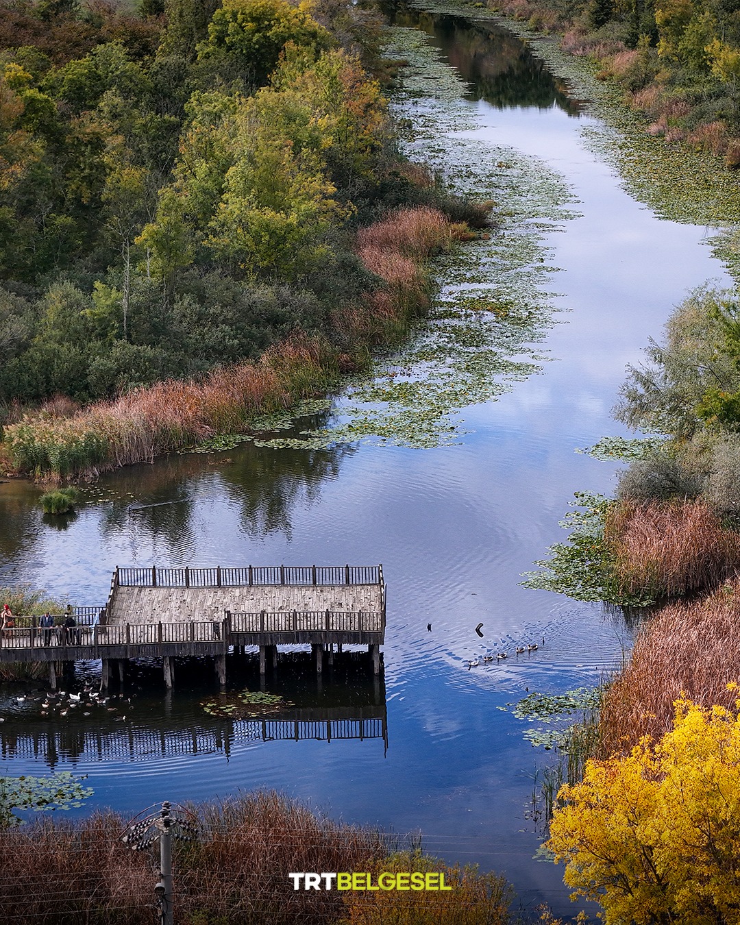Acarlar Longozu Sonbaharın Renkleriyle Büyülüyor5