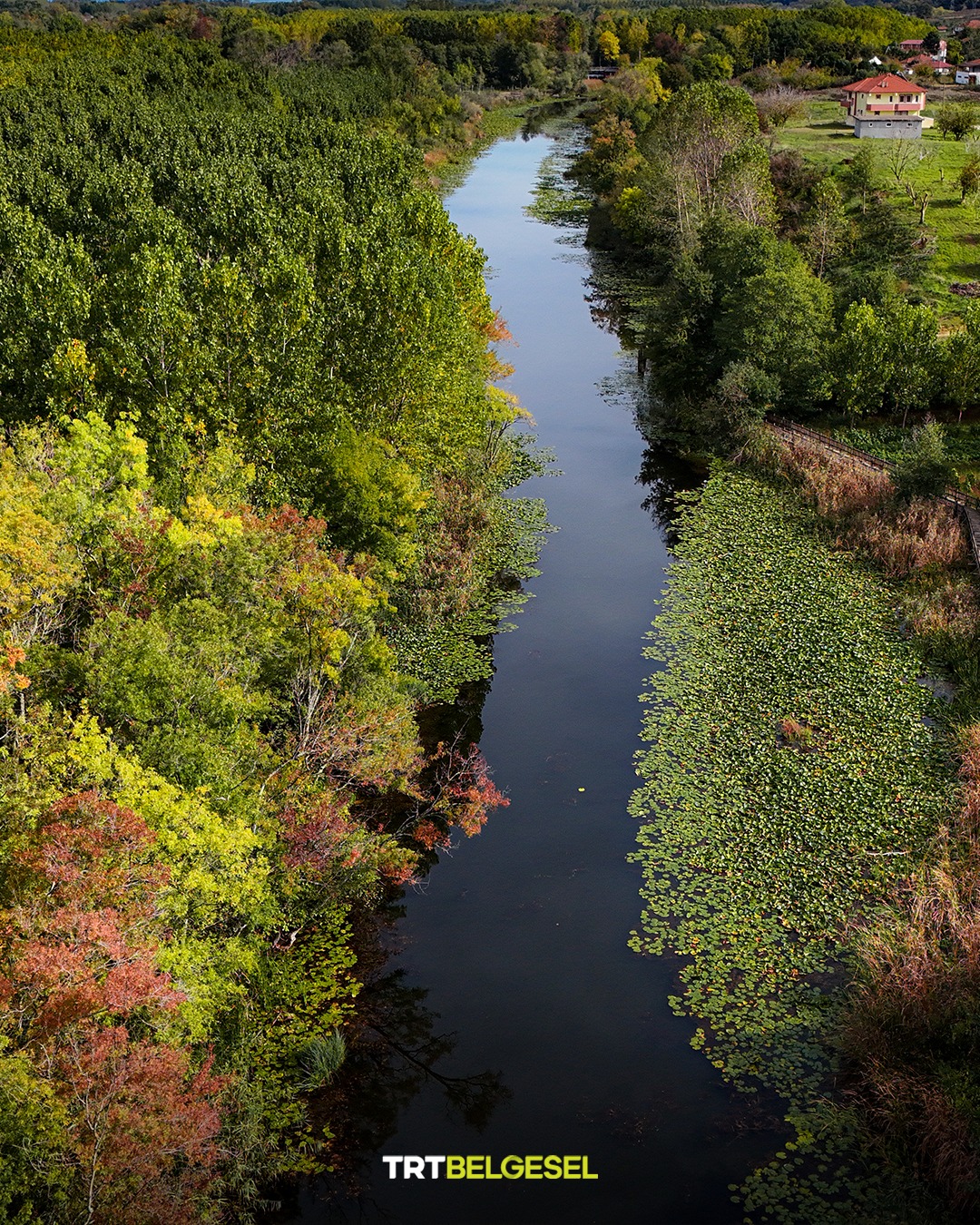 Acarlar Longozu Sonbaharın Renkleriyle Büyülüyor6
