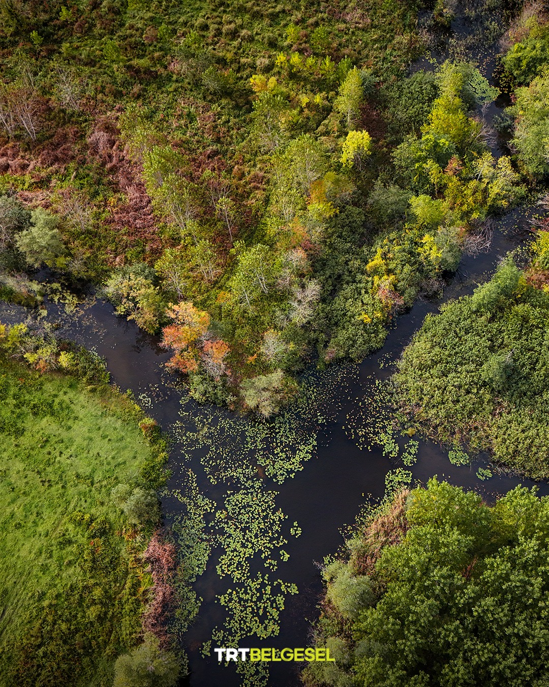 Acarlar Longozu Sonbaharın Renkleriyle Büyülüyor7