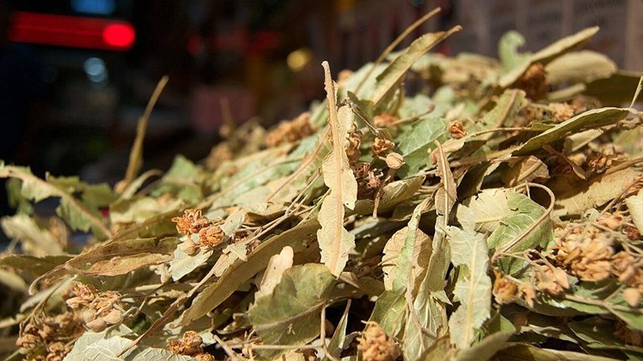 Alanyalılar Şaşkın Ihlamur Kilosu 5 Bin Tl’ye Dayandı2