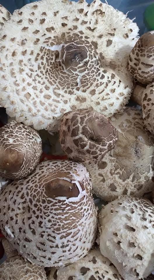 Amanos Dağlarında Mantar Zamanı Toplamaya Çıkın2