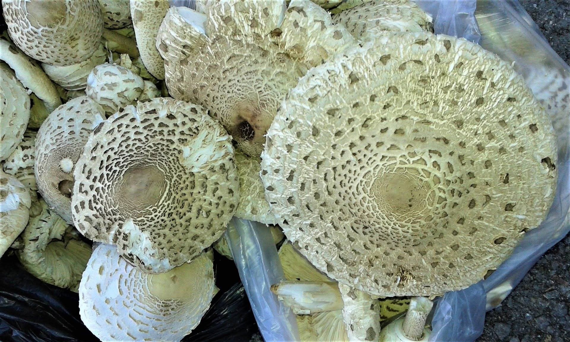 Amanos Dağlarında Mantar Zamanı Toplamaya Çıkın3