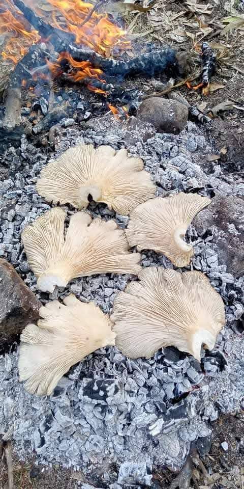 Amanos Dağlarında Mantar Zamanı Toplamaya Çıkın4