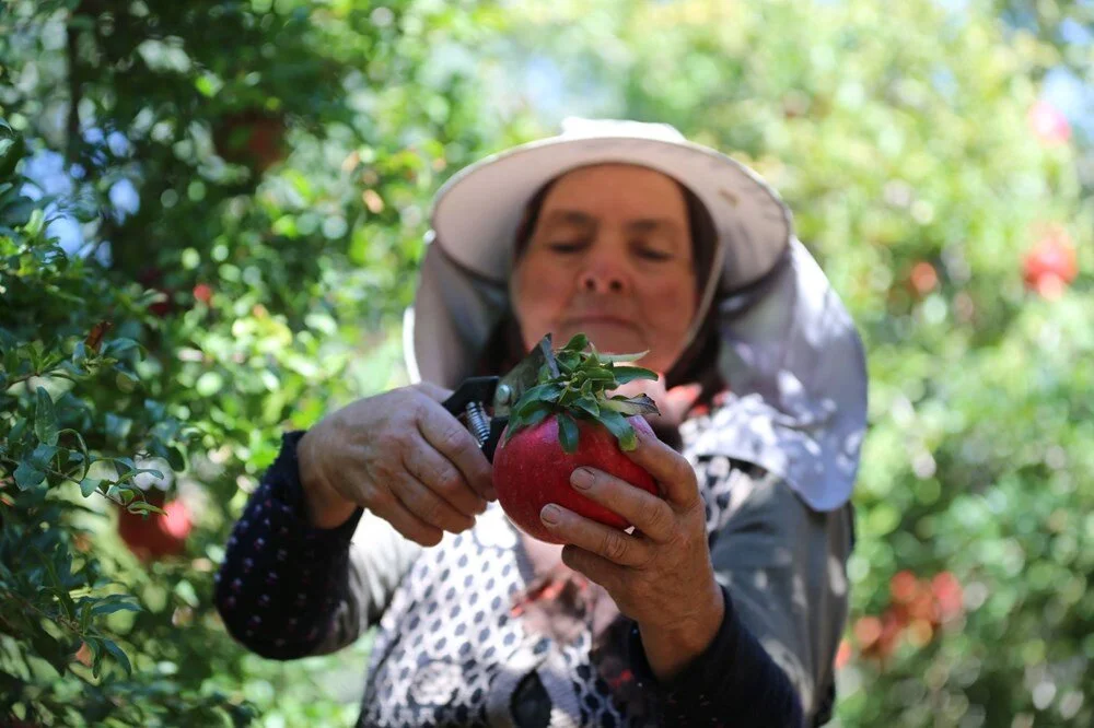 Antalya’da Nar Hasadı Başladı Üretici Memnun Talep Yoğun2