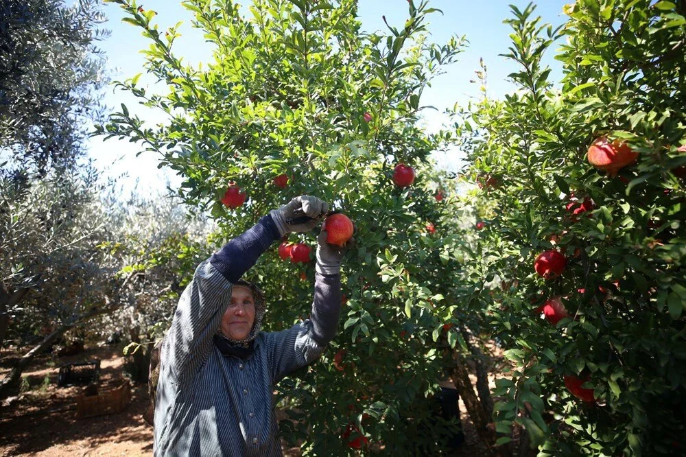 Antalya’da Nar Hasadı Başladı Üretici Memnun Talep Yoğun3