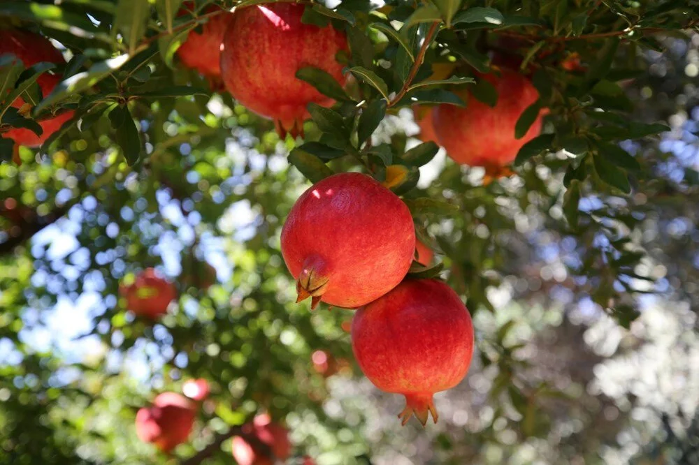 Antalya’da Nar Hasadı Başladı Üretici Memnun Talep Yoğun4