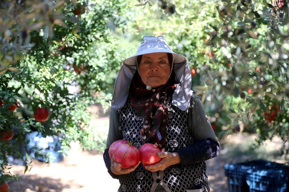 Antalya’da Nar Hasadı Başladı Üretici Memnun Talep Yoğun5