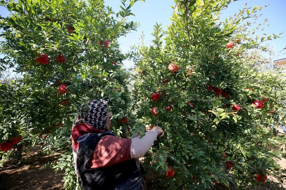 Antalya’da Nar Hasadı Başladı Üretici Memnun Talep Yoğun6