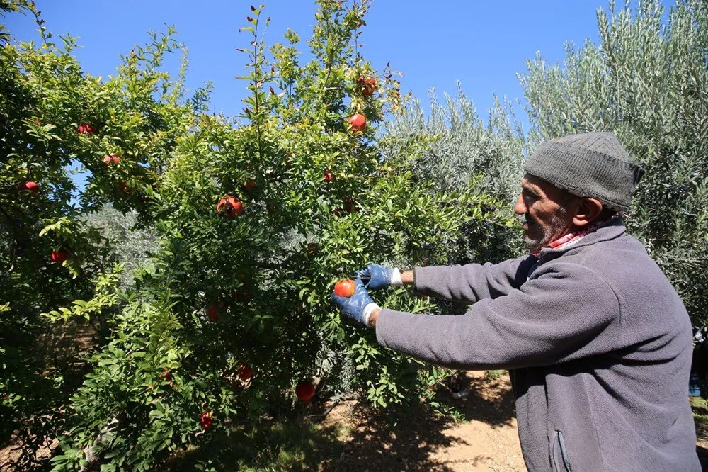 Antalya’da Nar Hasadı Başladı Üretici Memnun Talep Yoğun7