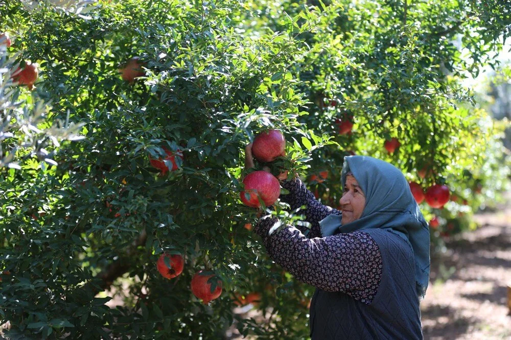 Antalya’da Nar Hasadı Başladı Üretici Memnun Talep Yoğun8