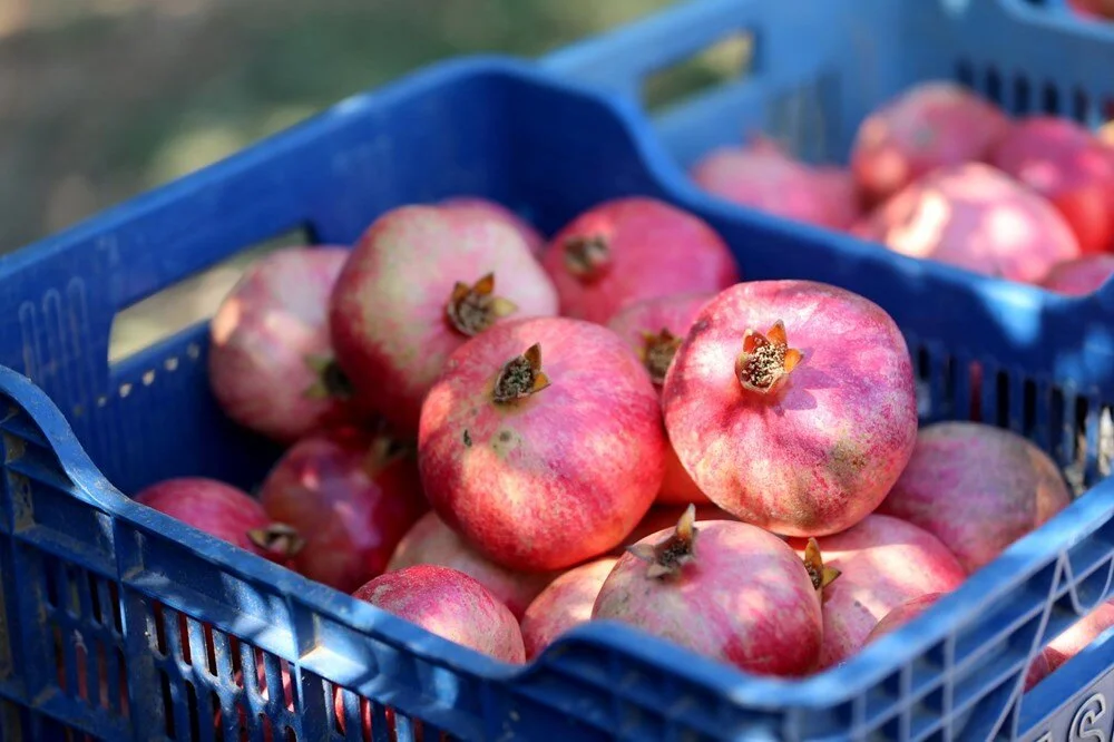 Antalya’da Nar Hasadı Başladı Üretici Memnun Talep Yoğun9