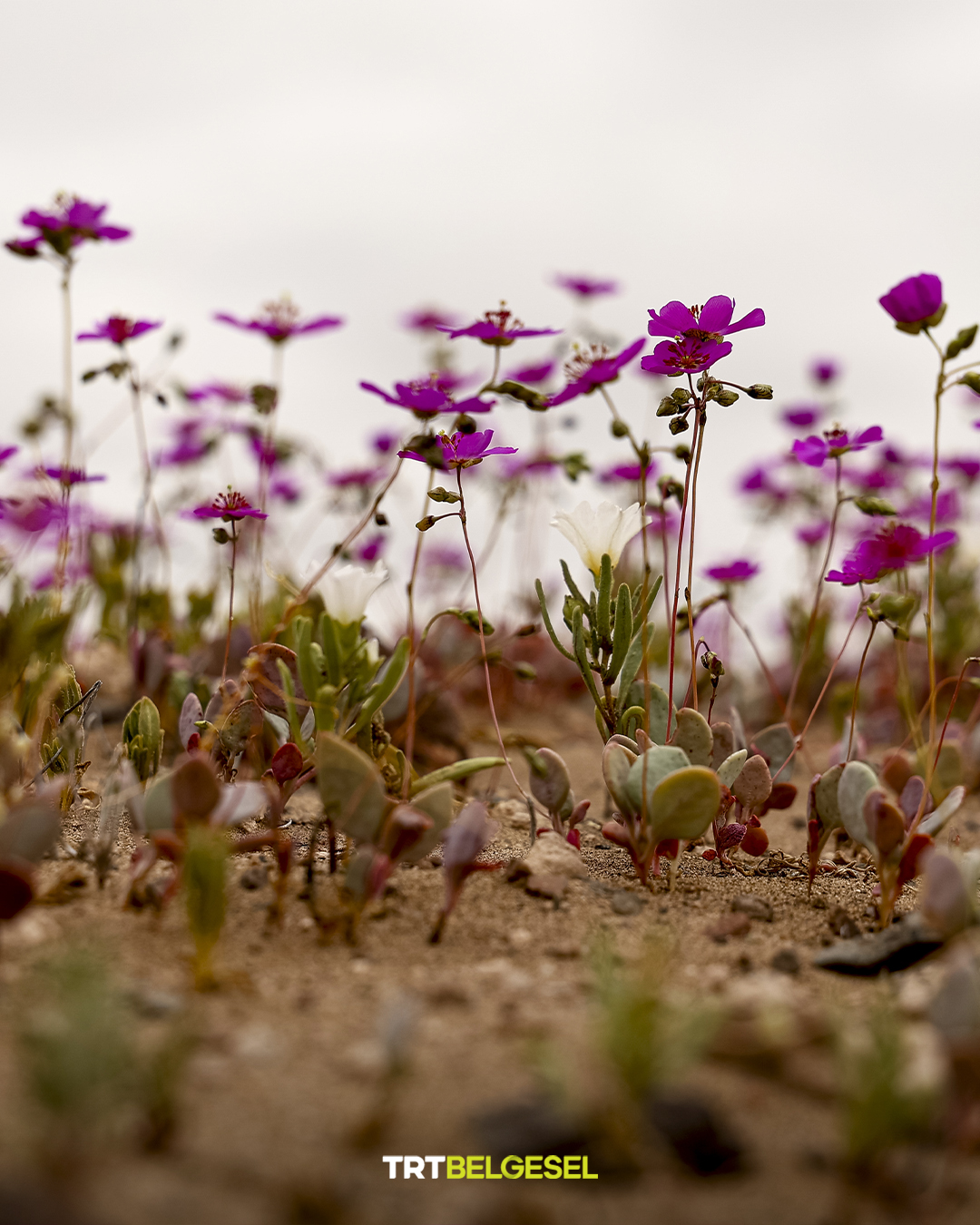 Atacama Çölü’nde Olağandışı Yağışlarla Çiçekler Açtı3
