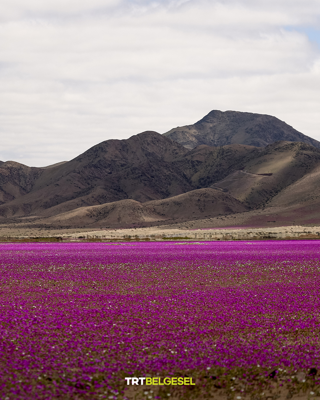 Atacama Çölü’nde Olağandışı Yağışlarla Çiçekler Açtı4