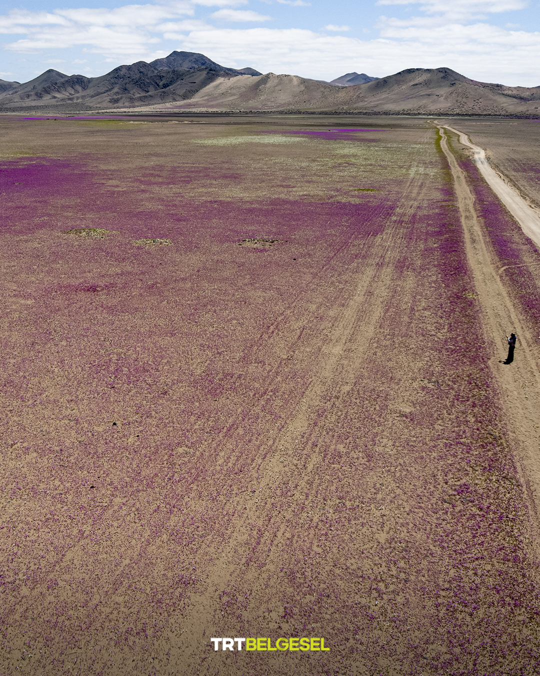 Atacama Çölü’nde Olağandışı Yağışlarla Çiçekler Açtı5