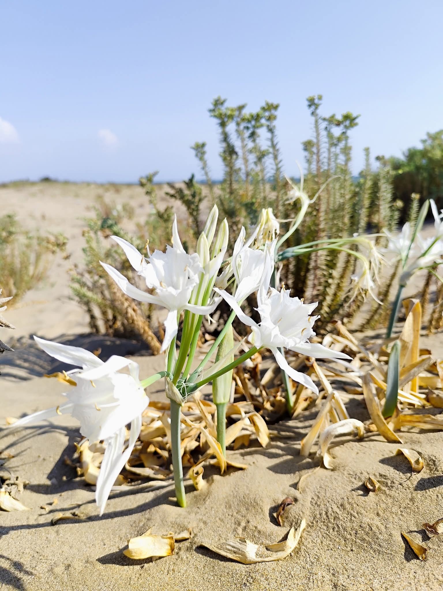 Burnaz Sahili Floristik Zenginliğiyle Önemli Doğa Alanı2
