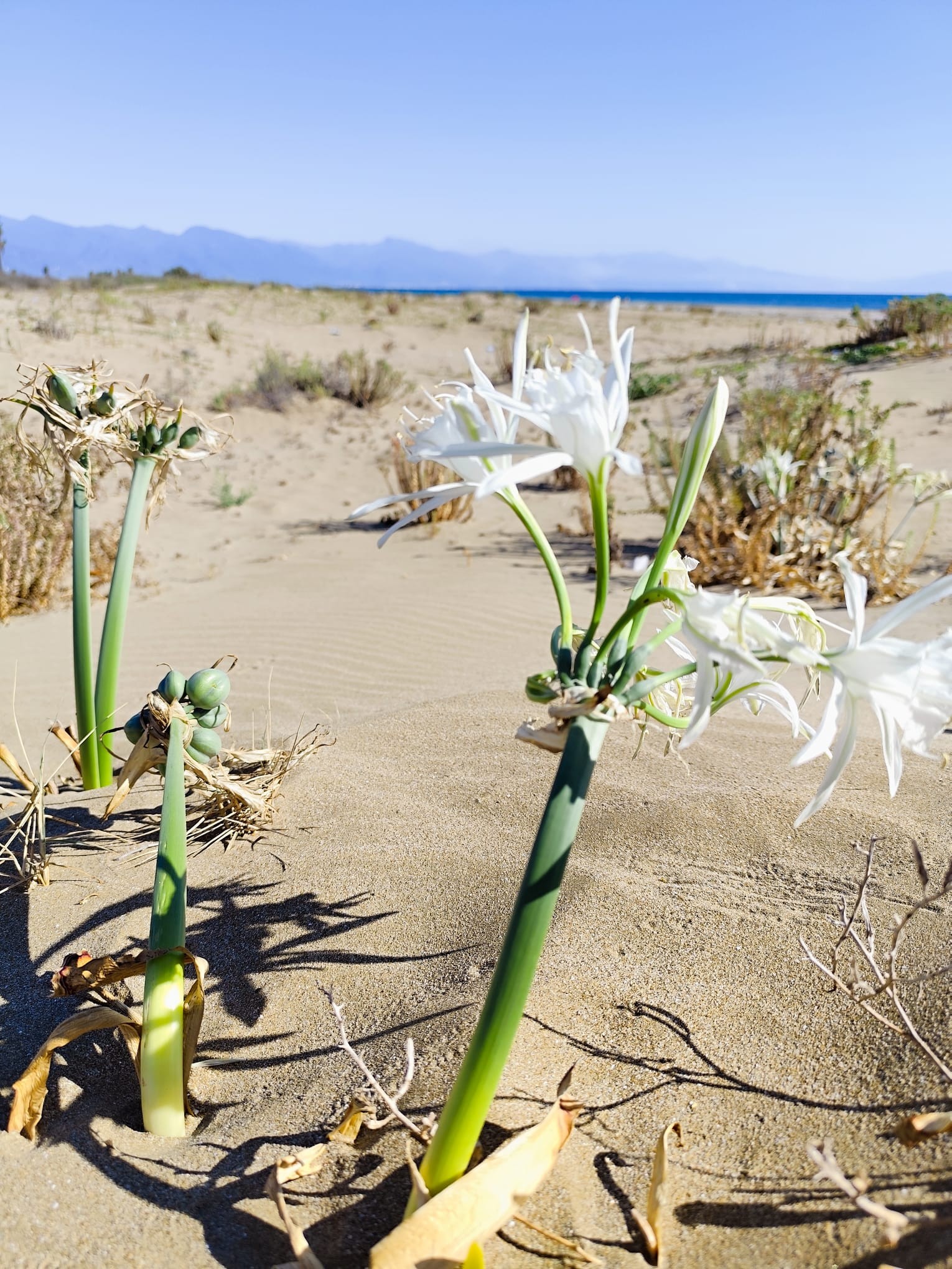 Burnaz Sahili Floristik Zenginliğiyle Önemli Doğa Alanı3