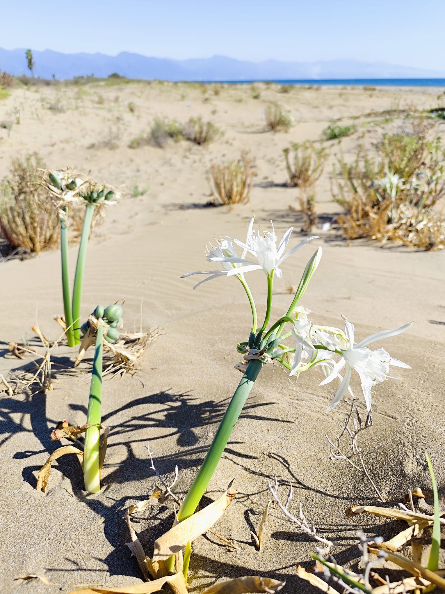 Burnaz Sahili Floristik Zenginliğiyle Önemli Doğa Alanı4