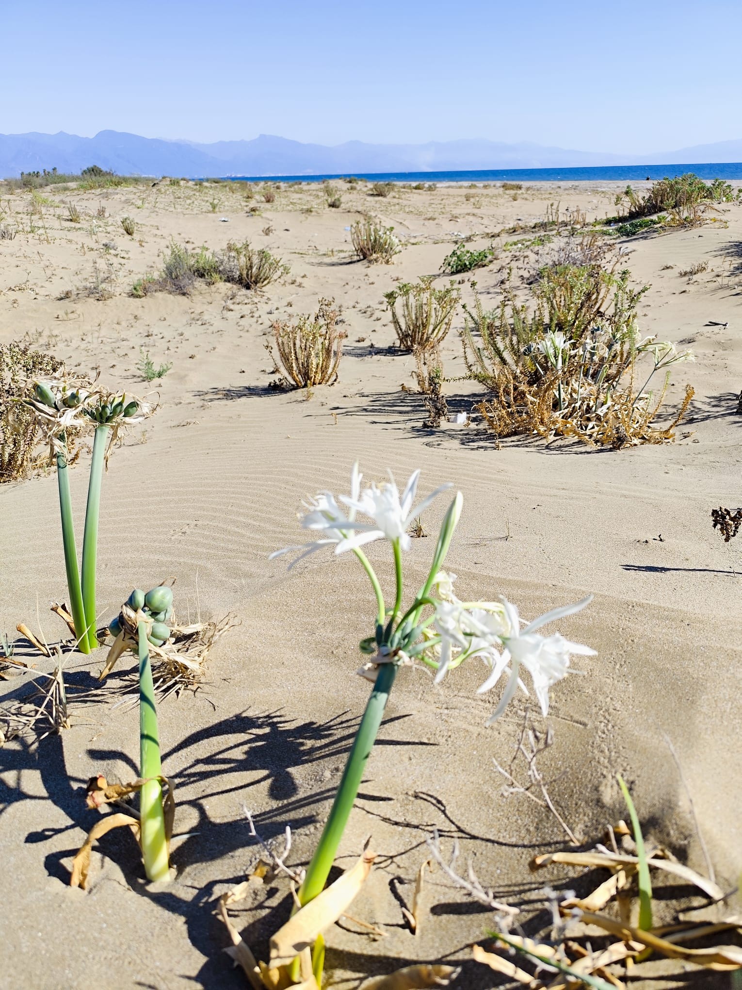 Burnaz Sahili Floristik Zenginliğiyle Önemli Doğa Alanı5-1
