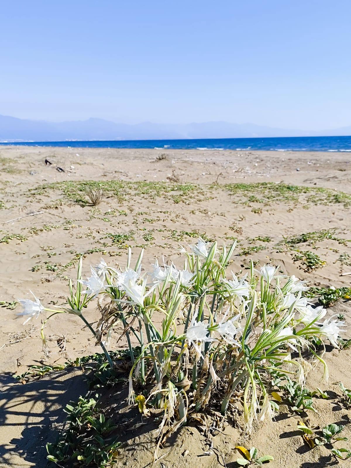 Burnaz Sahili Floristik Zenginliğiyle Önemli Doğa Alanı6
