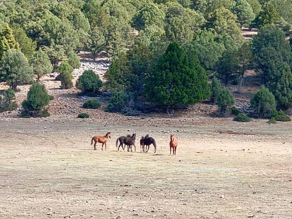 Çam Dağı Doğa Ve Anayasal Haklar Çerçevesinde Korunuyor2