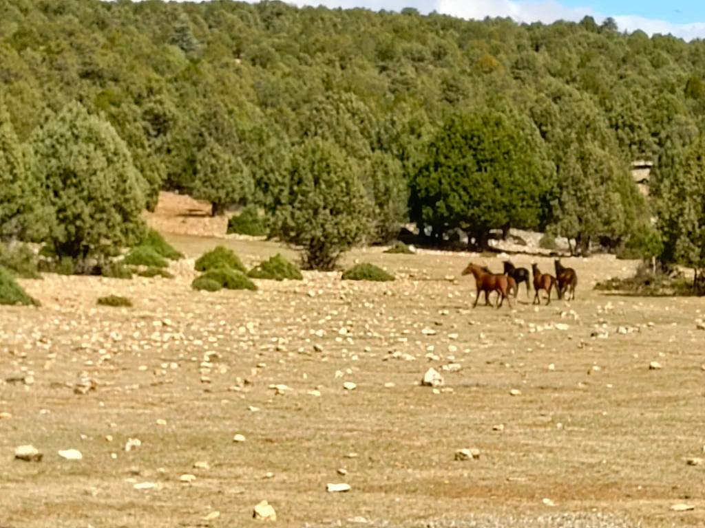 Çam Dağı Doğa Ve Anayasal Haklar Çerçevesinde Korunuyor3