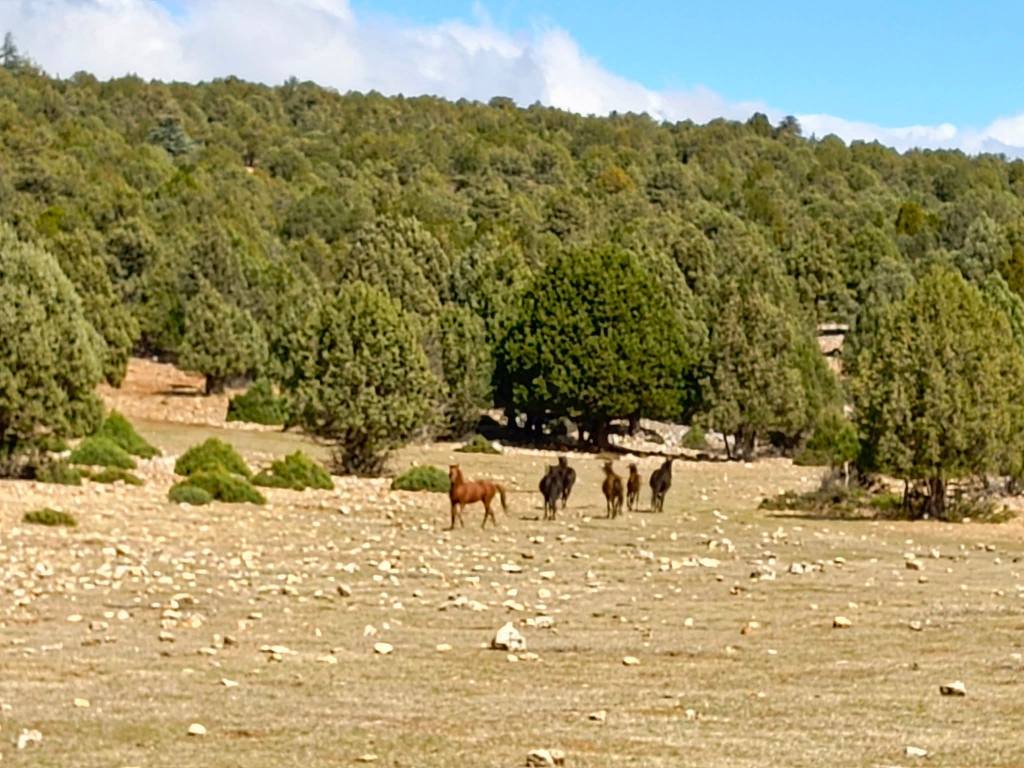 Çam Dağı Doğa Ve Anayasal Haklar Çerçevesinde Korunuyor5
