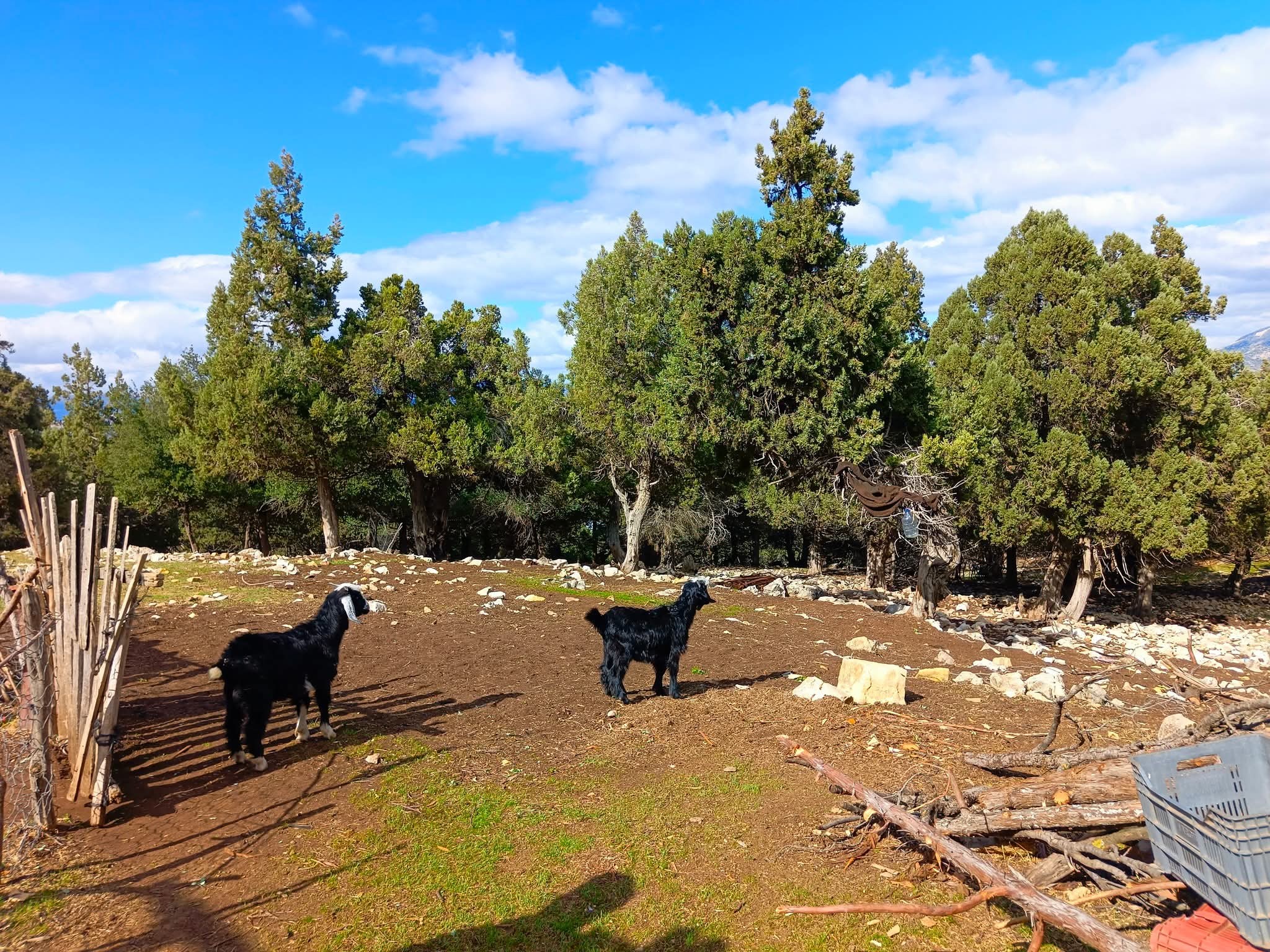Çam Dağı Doğa Ve Anayasal Haklar Çerçevesinde Korunuyor7