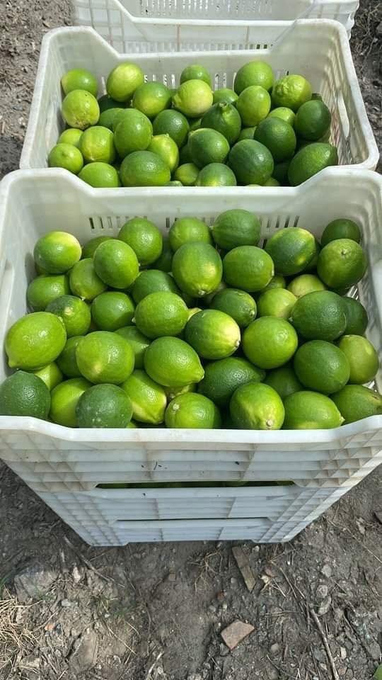 Erzin’de Limon Hasadı Başladı Türkiye’nin %20’Si Buradan2