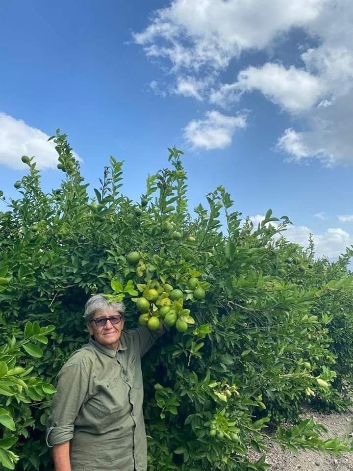 Erzin’de Limon Hasadı Başladı Türkiye’nin %20’Si Buradan3