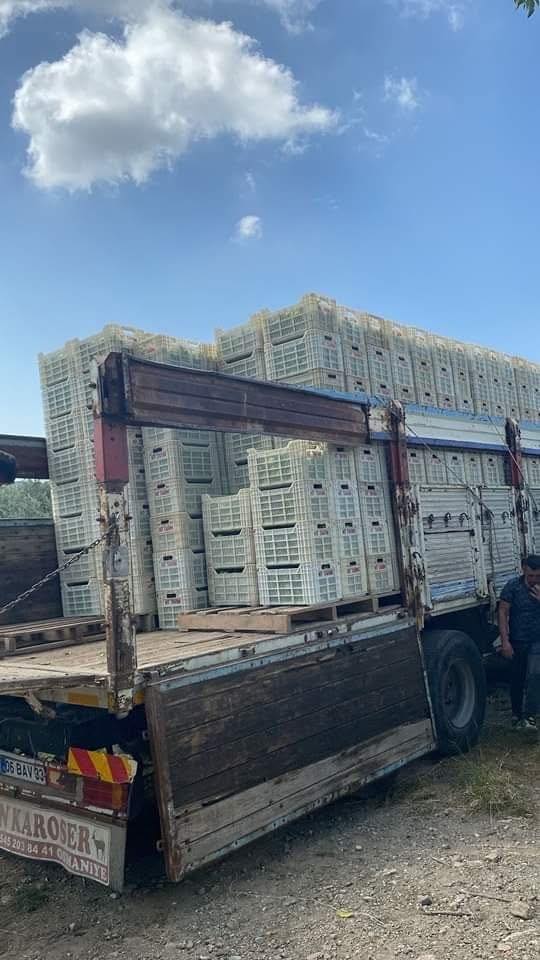 Erzin’de Limon Hasadı Başladı Türkiye’nin %20’Si Buradan4